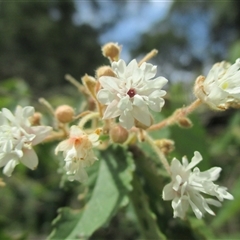 Androcalva rossii at Noorinbee, VIC - suppressed