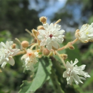 Androcalva rossii at suppressed - suppressed
