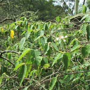 Androcalva rossii at Noorinbee, VIC - suppressed