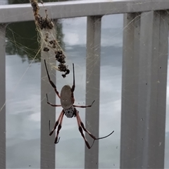 Trichonephila edulis (Golden orb weaver) at Greenway, ACT - 26 Jan 2025 by shube