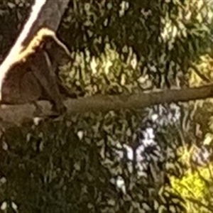 Phascolarctos cinereus at Mallacoota, VIC - 3 Feb 2017 09:13 AM