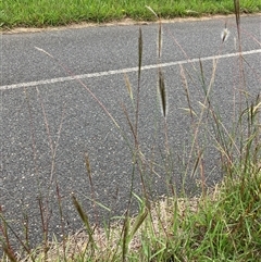 Dichanthium sericeum (Queensland Blue-grass) at Mitchell, ACT - 26 Jan 2025 by walter