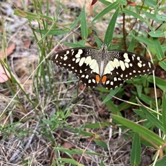 Papilio demoleus (Chequered Swallowtail) at Paddys River, ACT - 26 Jan 2025 by dgb900