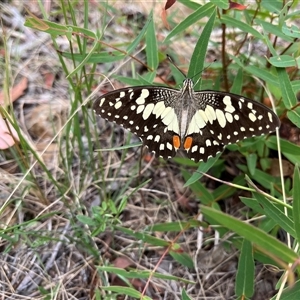 Papilio demoleus at Paddys River, ACT - Yesterday 12:30 PM