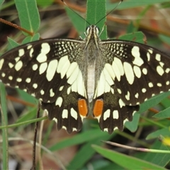 Papilio demoleus at Paddys River, ACT - Yesterday 12:30 PM