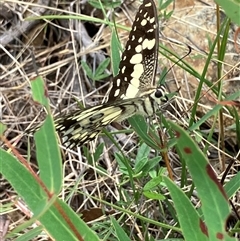 Papilio demoleus at Paddys River, ACT - Yesterday 12:30 PM