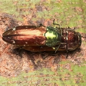 Diphucrania marmorata (Jewel beetle) at Ainslie, ACT by jb2602