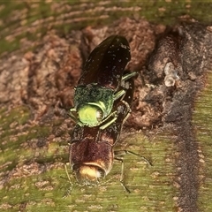 Diphucrania marmorata at Ainslie, ACT - 25 Jan 2025 06:02 PM