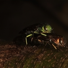 Diphucrania marmorata at Ainslie, ACT - 25 Jan 2025 06:02 PM