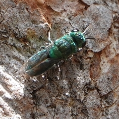 Chrysididae (family) (Cuckoo wasp or Emerald wasp) at Hall, ACT - 26 Jan 2025 by Anna123