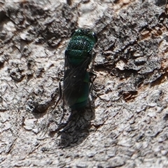 Chrysididae (family) at Hall, ACT - 26 Jan 2025 01:20 PM