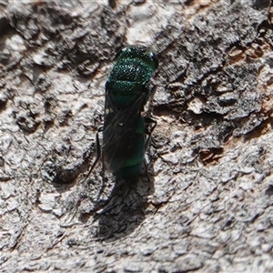 Chrysididae (family) at Hall, ACT - 26 Jan 2025 01:20 PM