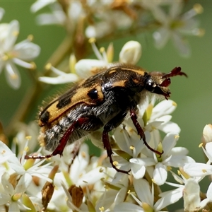 Clithria eucnemis at Mongarlowe, NSW - suppressed