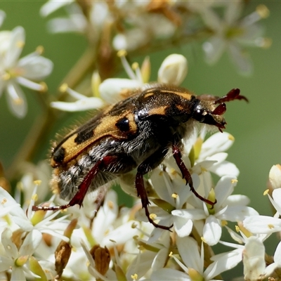 Clithria eucnemis at Mongarlowe, NSW - 25 Jan 2025 by LisaH