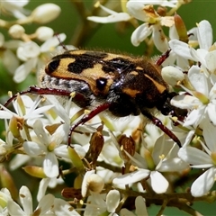 Clithria eucnemis at Mongarlowe, NSW - suppressed