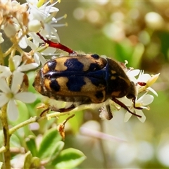 Clithria eucnemis at Mongarlowe, NSW - suppressed