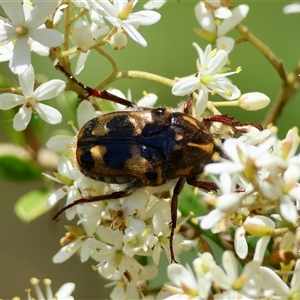 Clithria eucnemis at Mongarlowe, NSW - suppressed