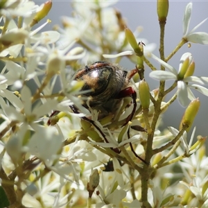 Clithria eucnemis at Mongarlowe, NSW - suppressed