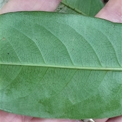 Rhodomyrtus psidioides (Native Guava) at Pappinbarra, NSW - 12 Jan 2025 by jonvanbeest