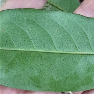 Rhodomyrtus psidioides at Pappinbarra, NSW - suppressed