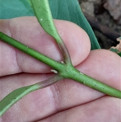 Rhodomyrtus psidioides at Pappinbarra, NSW - suppressed