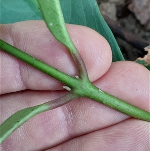 Rhodomyrtus psidioides at Pappinbarra, NSW - suppressed