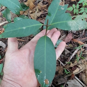 Rhodomyrtus psidioides at Pappinbarra, NSW - suppressed