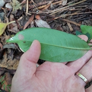 Rhodomyrtus psidioides at Pappinbarra, NSW - suppressed