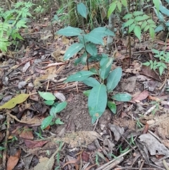 Rhodomyrtus psidioides at Pappinbarra, NSW - suppressed