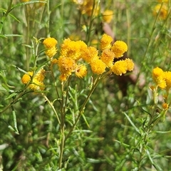 Chrysocephalum semipapposum (Clustered Everlasting) at Hawker, ACT - 25 Jan 2025 by sangio7