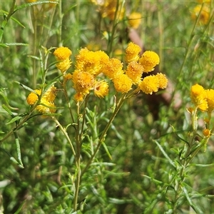 Chrysocephalum semipapposum (Clustered Everlasting) at Hawker, ACT by sangio7