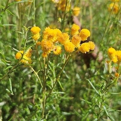 Chrysocephalum semipapposum (Clustered Everlasting) at Hawker, ACT - 24 Jan 2025 by sangio7