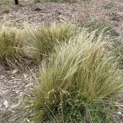 Nassella trichotoma (Serrated Tussock) at Whitlam, ACT - 25 Jan 2025 by JohnBrannan