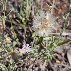 Vittadinia gracilis (New Holland Daisy) at Hawker, ACT - 25 Jan 2025 by sangio7