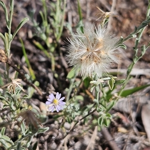 Vittadinia gracilis (New Holland Daisy) at Hawker, ACT by sangio7