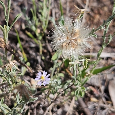 Vittadinia gracilis (New Holland Daisy) at Hawker, ACT - 25 Jan 2025 by sangio7