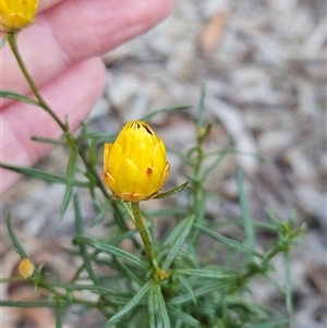 Xerochrysum viscosum at Hawker, ACT - 26 Jan 2025 07:09 AM