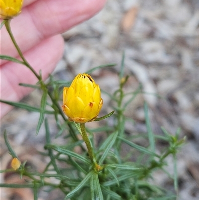 Xerochrysum viscosum (Sticky Everlasting) at Hawker, ACT - 25 Jan 2025 by sangio7