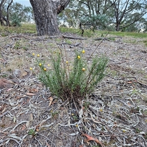 Xerochrysum viscosum at Hawker, ACT - Yesterday 07:09 AM