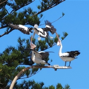 Pelecanus conspicillatus (Australian Pelican) at Collaroy, NSW by Magsie