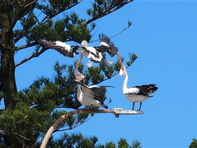 Pelecanus conspicillatus (Australian Pelican) at Collaroy, NSW - 26 Jan 2025 by Magsie