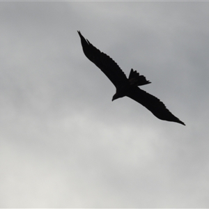 Aquila audax (Wedge-tailed Eagle) at Tinderry, NSW by danswell