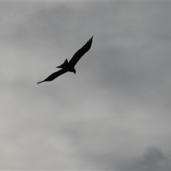 Aquila audax at Tinderry, NSW - 25 Jan 2025 06:23 PM