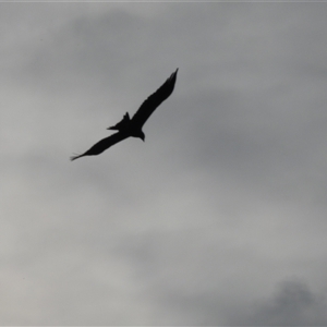 Aquila audax at Tinderry, NSW - 25 Jan 2025 06:23 PM