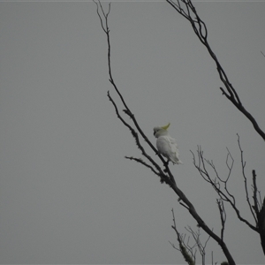 Cacatua galerita (Sulphur-crested Cockatoo) at Tinderry, NSW by danswell