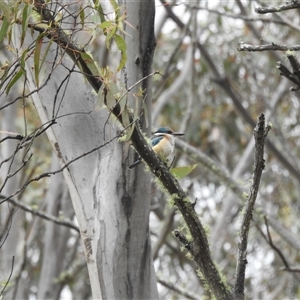 Todiramphus sanctus at Tinderry, NSW - 26 Jan 2025 09:23 AM