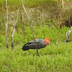 Callocephalon fimbriatum (Gang-gang Cockatoo) at Tinderry, NSW - 25 Jan 2025 by danswell