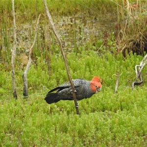 Callocephalon fimbriatum (Gang-gang Cockatoo) at Tinderry, NSW by danswell