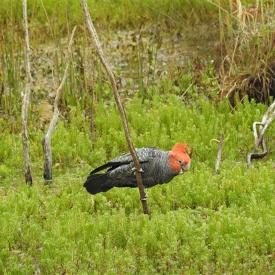 Callocephalon fimbriatum (Gang-gang Cockatoo) at Tinderry, NSW - 25 Jan 2025 by danswell