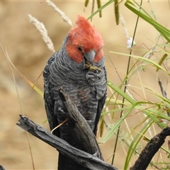 Callocephalon fimbriatum at Tinderry, NSW - suppressed